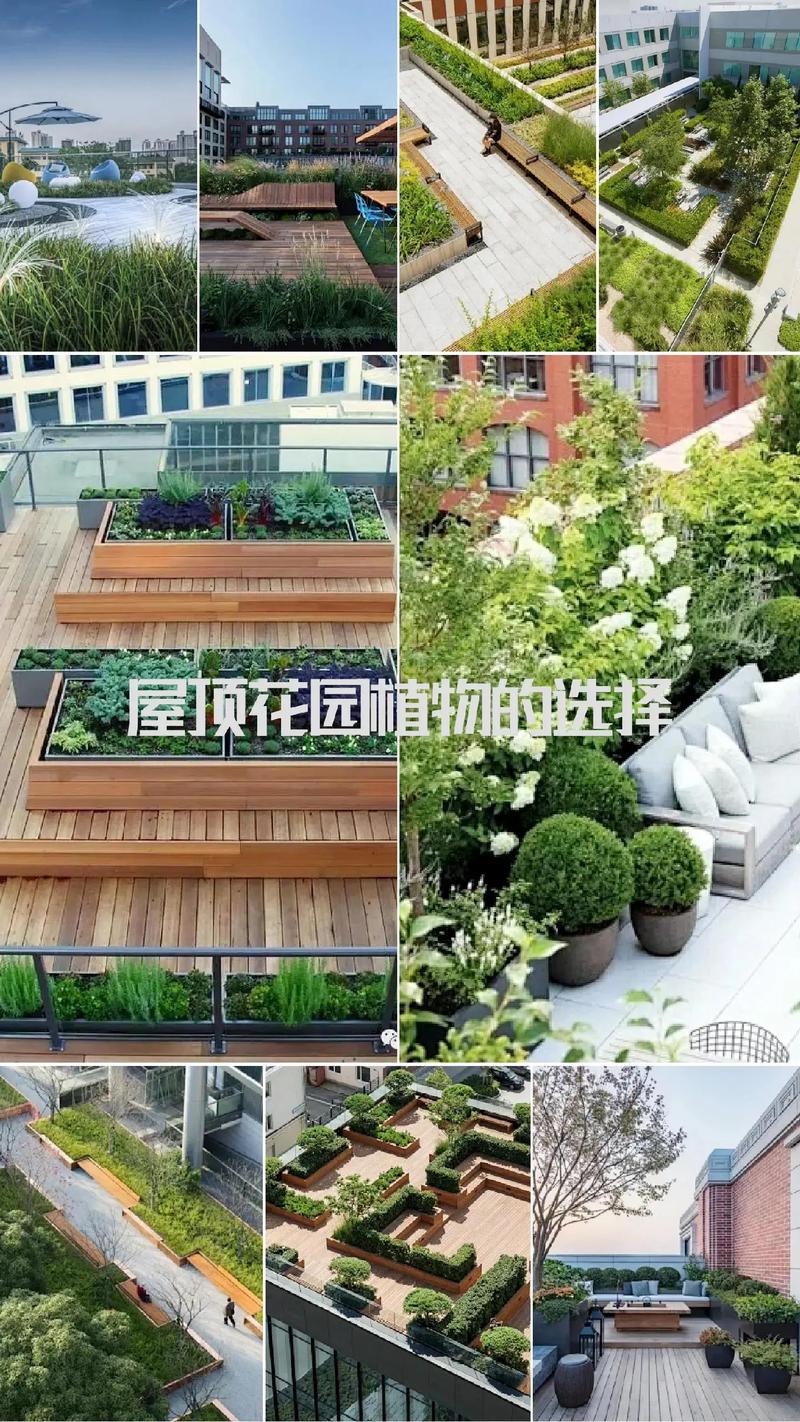 屋顶绿化